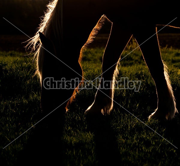 Horse grazing in early evening light