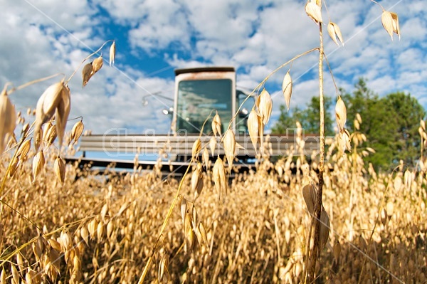 Harvesting a field of oats with a combine harvester