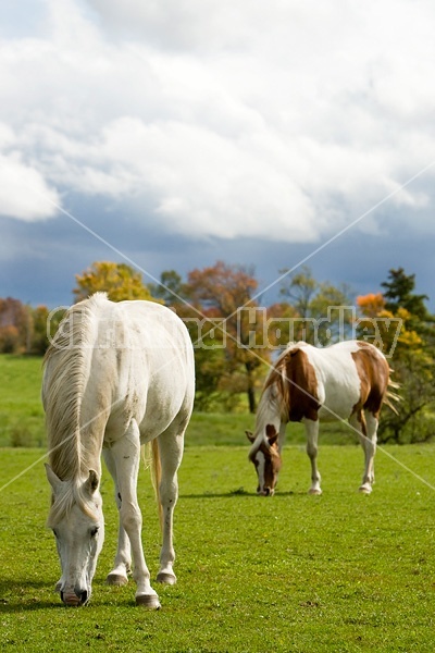 Horses grazing on late summer, early autumn pasture