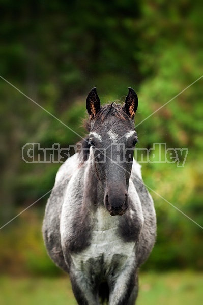 Rocky Mountain Horse foals