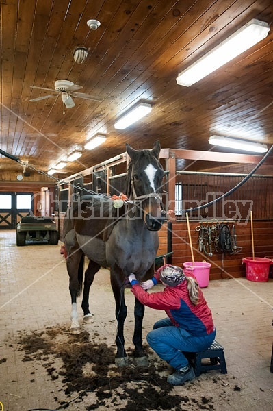 Woman clipping horse