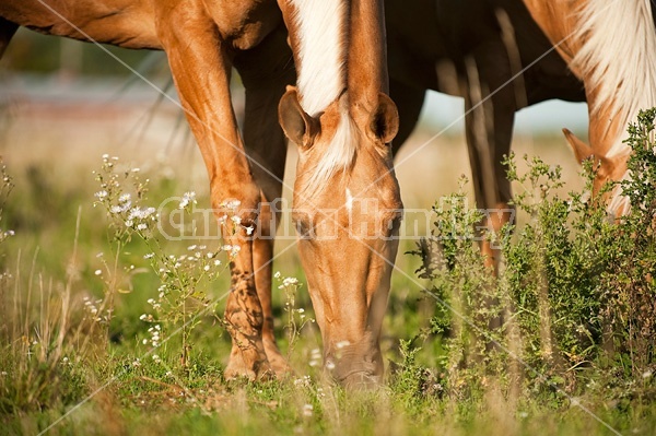 Palomino Quarter Horse