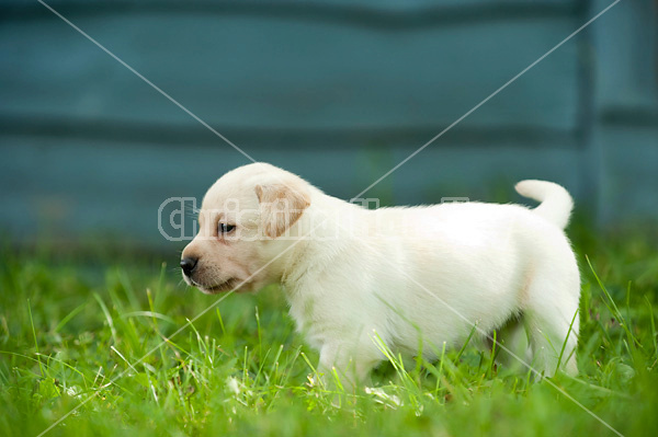 Golden Labrador puppies