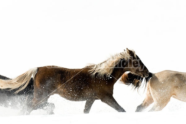 Herd of Rocky Mountain Horses Galloping in Snow