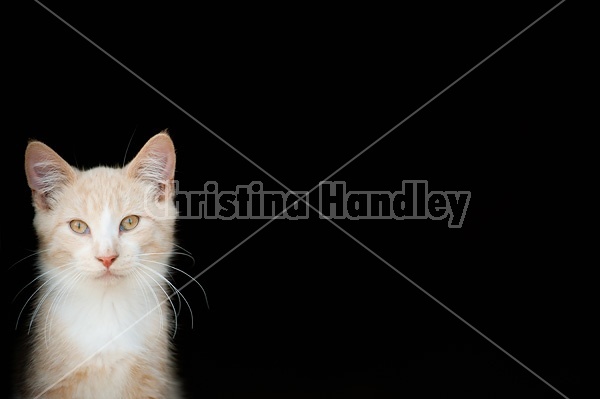 Orange cat against black background 