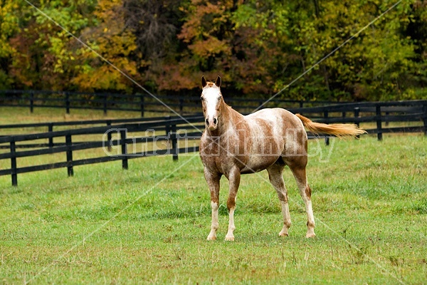 Portrait of Appaloosa horse standing in field