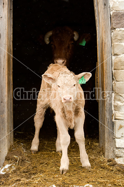 Baby beef calf standing in doorway