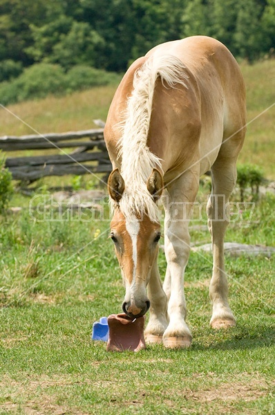 Belgian foals licking salt block.