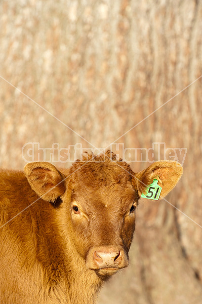 Curious beef calf