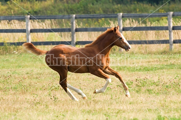 Quarter horse foal