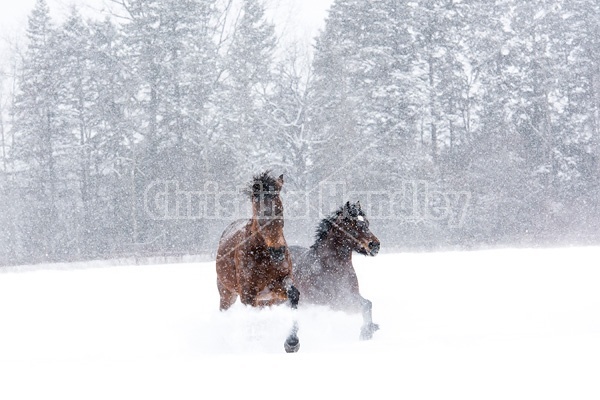 Horses galloping through deep snow