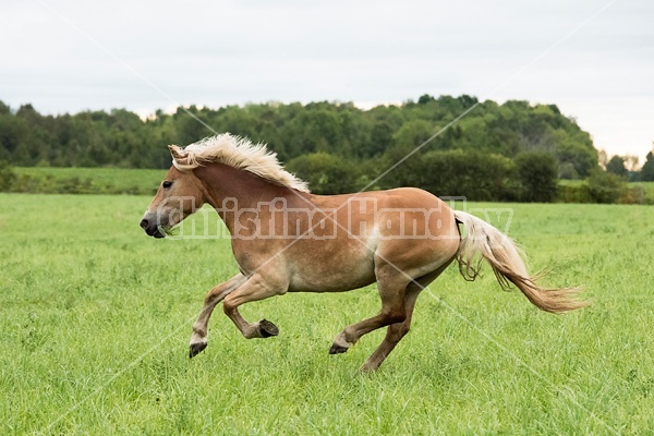 Haflinger horse running and playing in a field