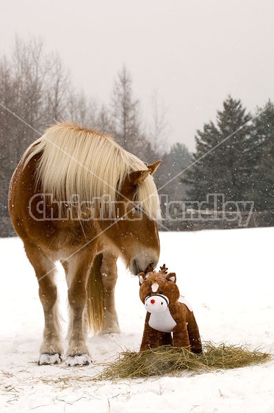 Belgian Draft horse sniffing stuffed pony