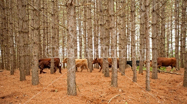 Cattle moving through Red Pine plantation