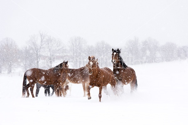 Herd of horses running through deep snow