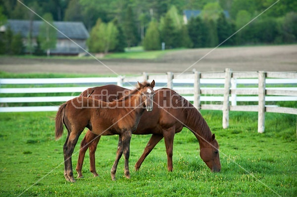 Quarter horse mare and foal