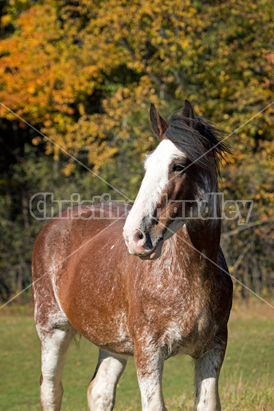Portrait of a Clydesdale Draft horse