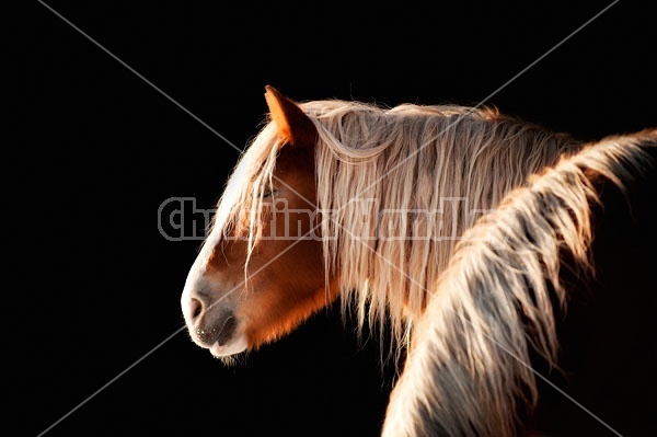 Belgian Horse Against Black Background