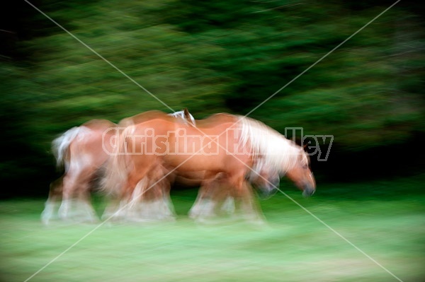 Horses photographed with slow shutter speed to create motion blur and imply movement