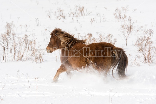 Pony galloping in deep snow