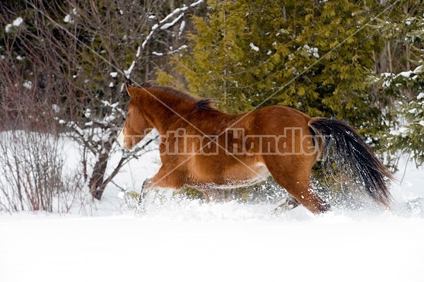 Young Bay Rocky Mountain Horse