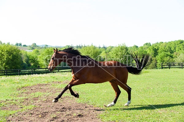 Dutch Warmblood and Thoroughbred cross gelding