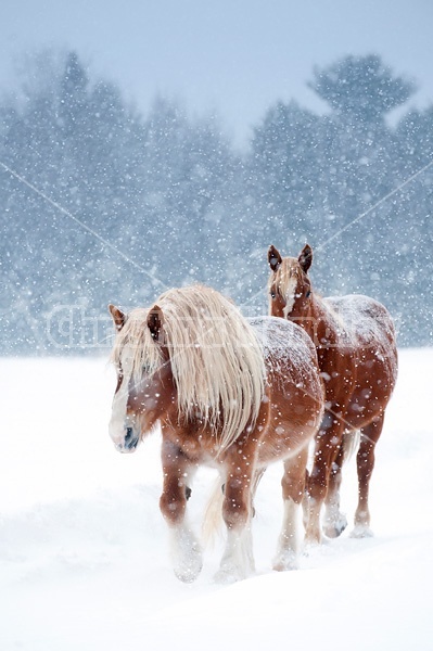 Photo of Belgian draft horses in the snow