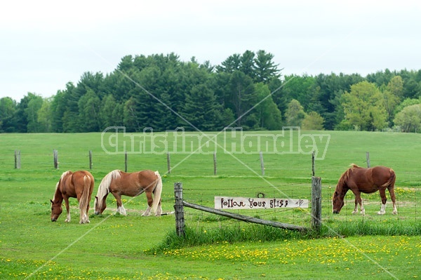 Belgian draft horses grazing