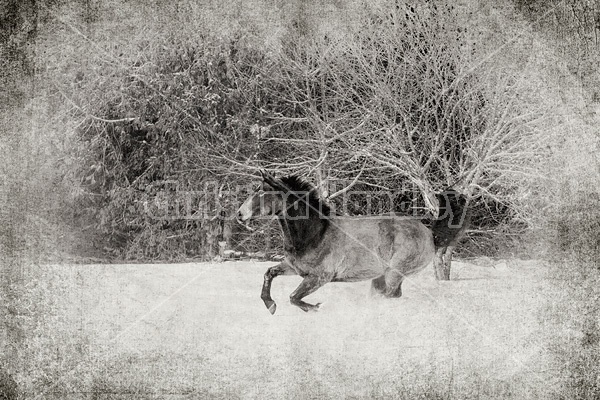 Single horse galloping through deep snow