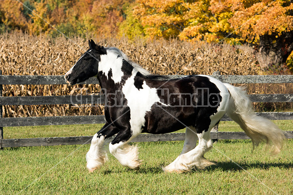 Gypsy Vanner horse