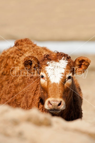 Young Beef Calf