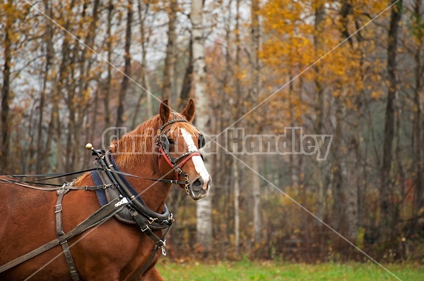 Portrait of a Belgian draft horse in harness