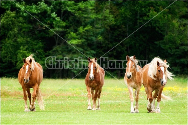 Four Belgian Draft Horses In Field