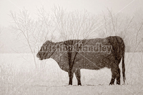 Multiple exposure of cattle, trees and snow