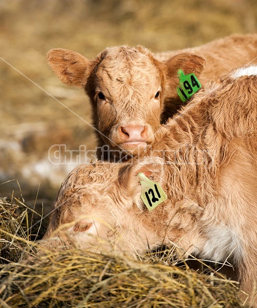 Two young beef calves