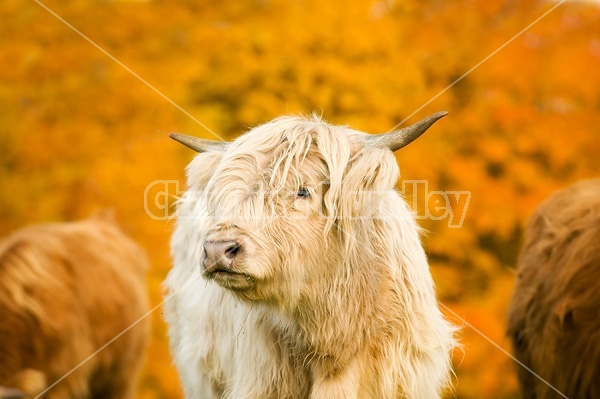 Yearling Highland Cattle on autumn pasture