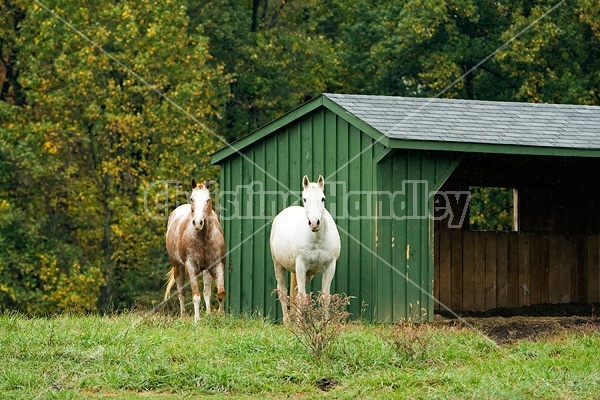 Horse on autumn pasture