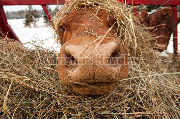 Beef cow eating hay out of feeder