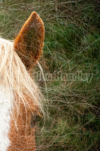 Horse portrait, double exposure with trees