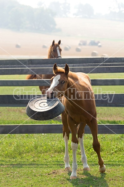 Quarter horse foal