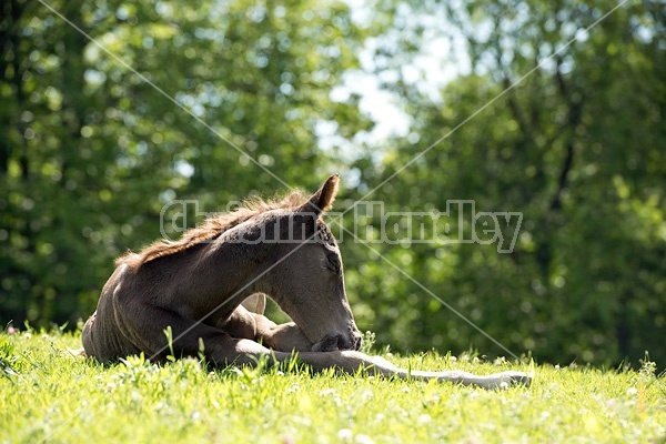 Rocky Mountain Horse foal