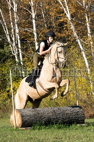 Young woman riding palomino horse over cross country jumps