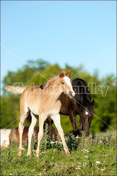 Rocky Mountain Horse