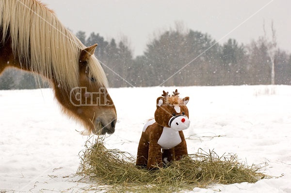 Belgian Draft horse sniffing stuffed pony