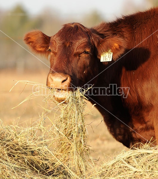 Beef Cow Eating Hay