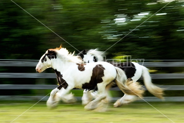 Gypsy horses