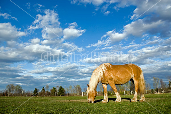 Belgian draft horse grazing on summer pasture