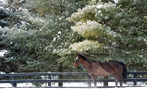 Bay Thoroughbred horse standing outside in the winter under a tree