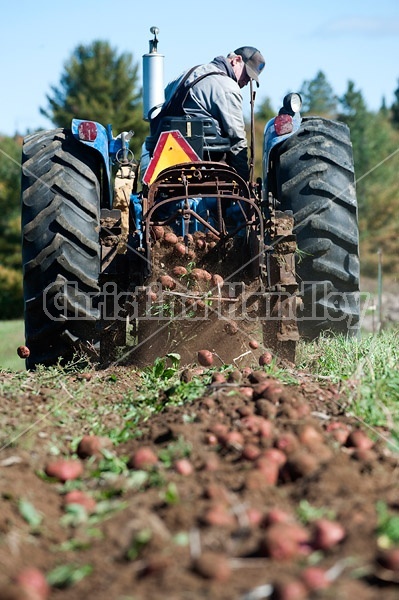 Digging potatoes on a small family farm
