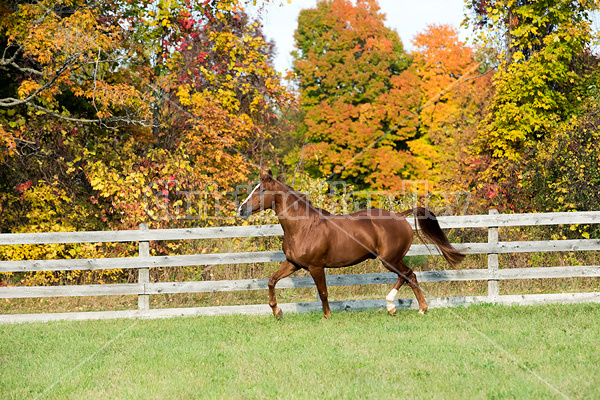 Thoroughbred horse galloping in fenced paddock in the autumn colors